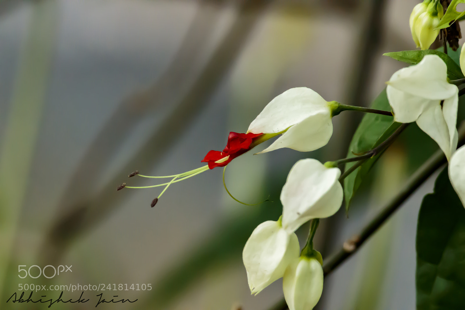 Canon EOS 1300D (EOS Rebel T6 / EOS Kiss X80) sample photo. Flower photography