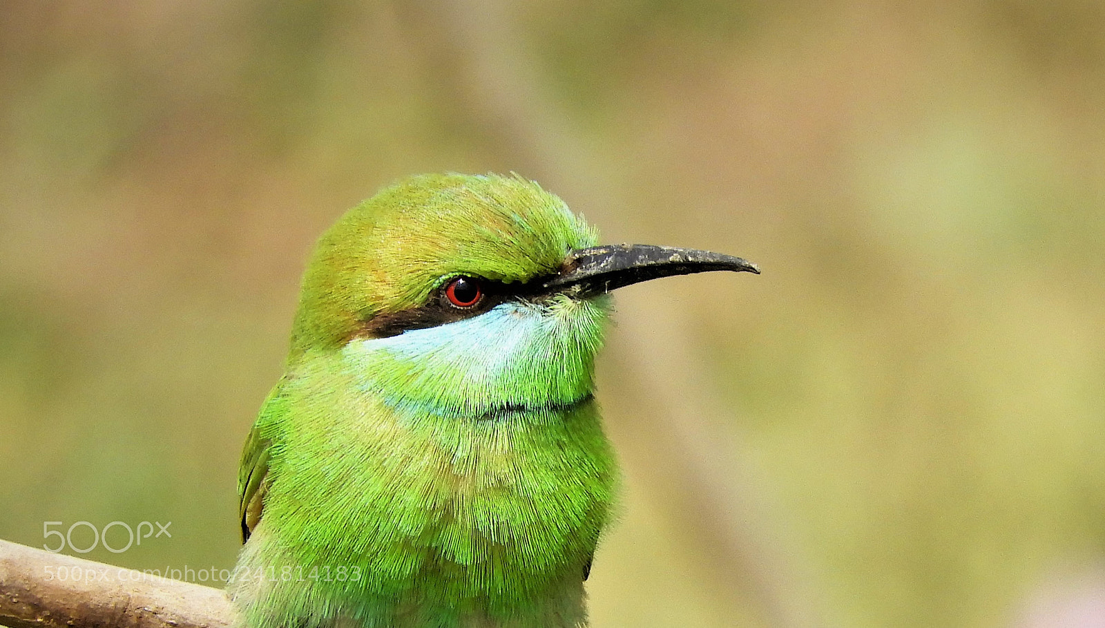 Nikon Coolpix B700 sample photo. Green bee eater photography