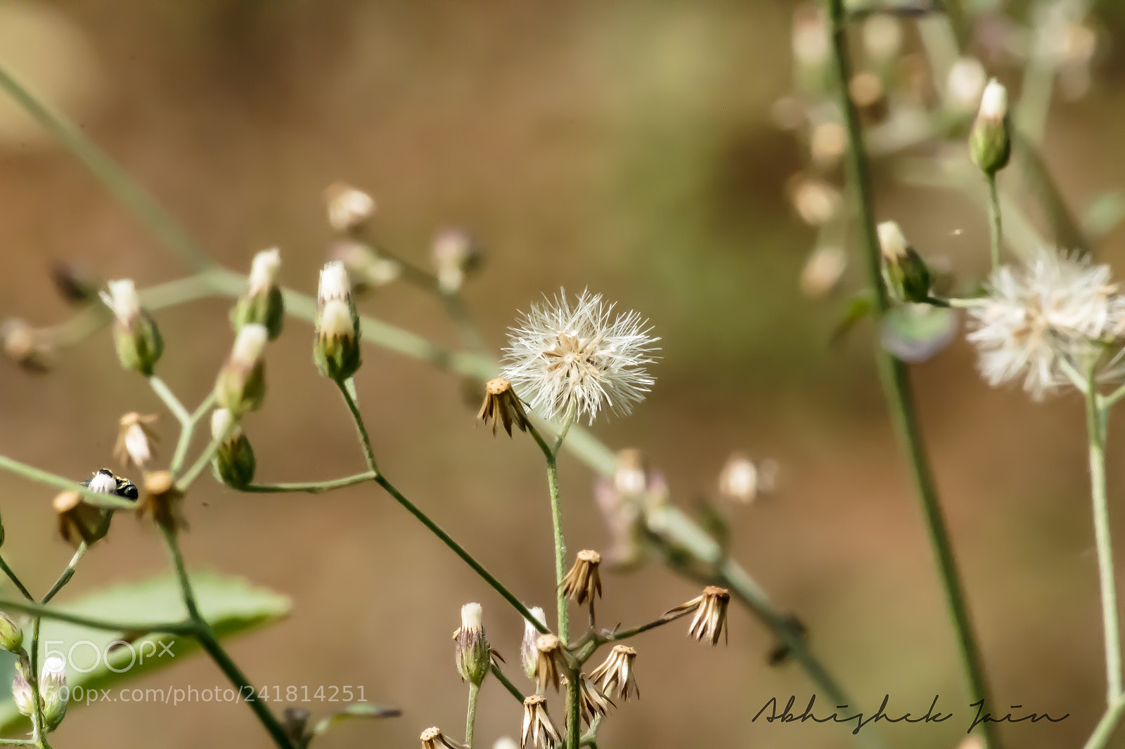 Canon EOS 1300D (EOS Rebel T6 / EOS Kiss X80) sample photo. Wild flower photography
