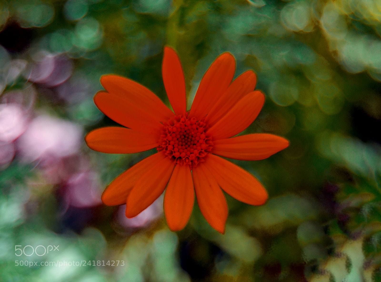 Nikon D3100 sample photo. Flor photography
