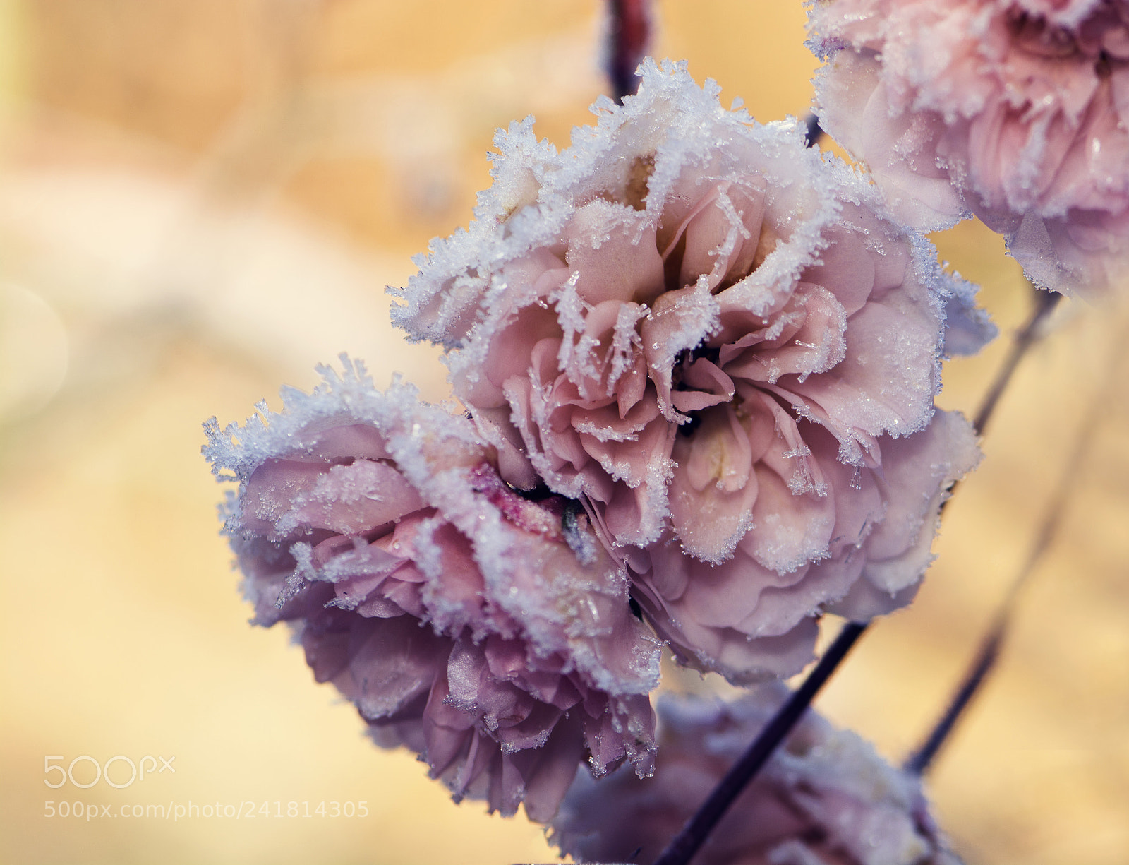 Nikon D7100 sample photo. Frozen beauty photography