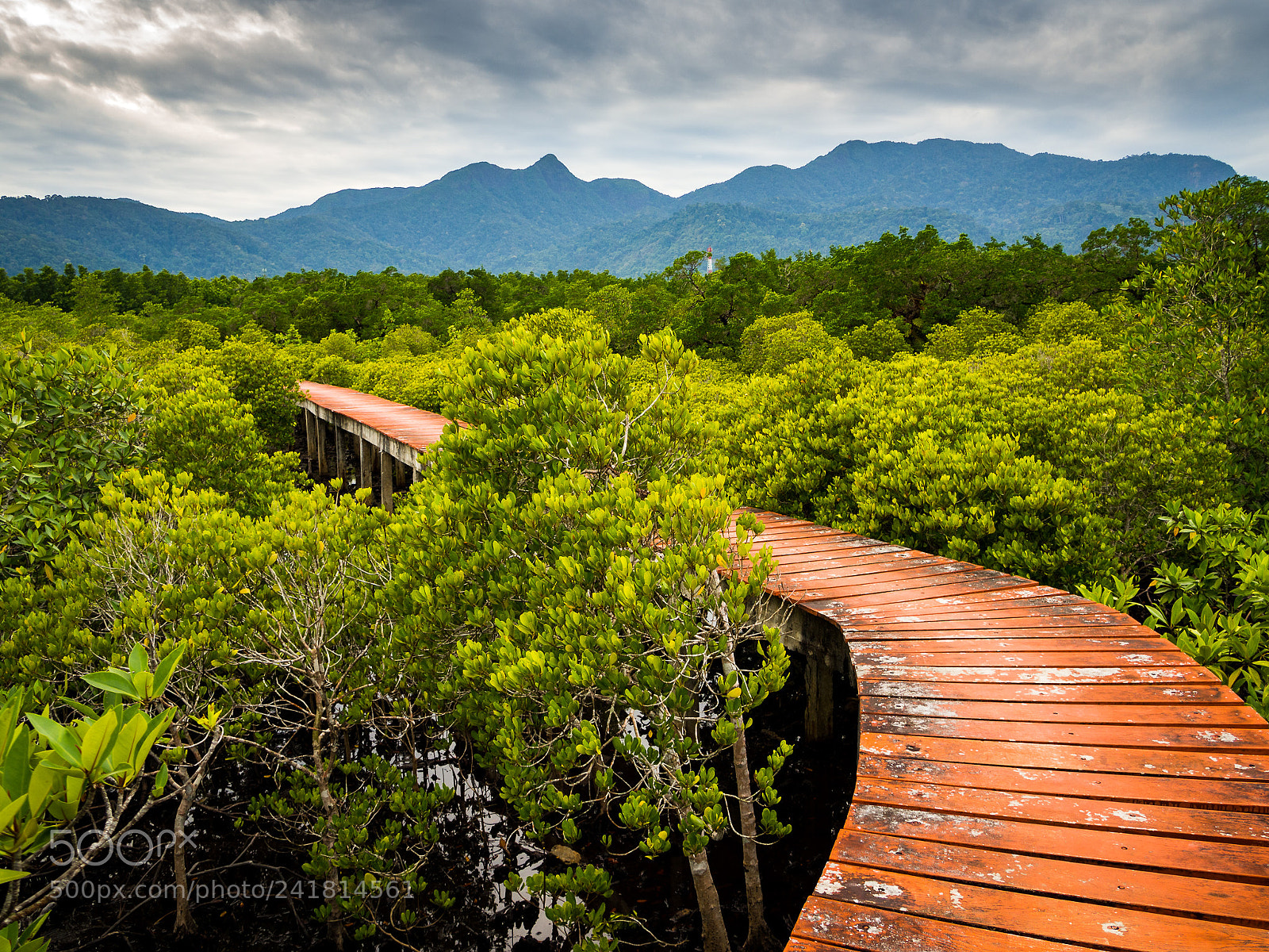 Olympus OM-D E-M10 sample photo. Mangrove forest on koh photography