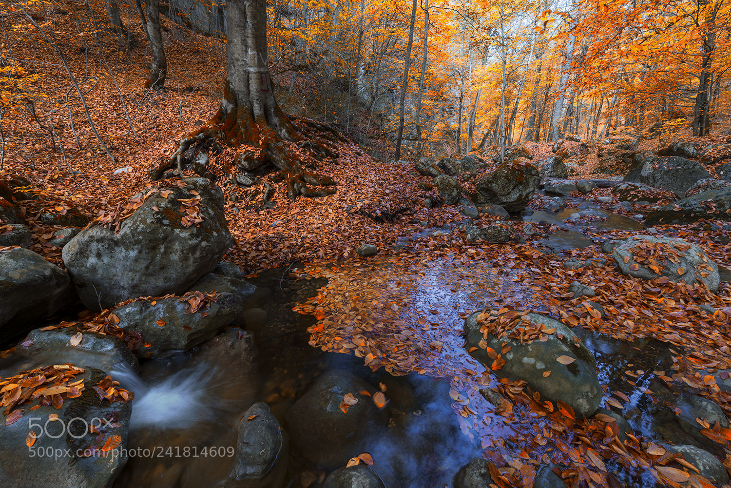 Nikon D810 sample photo. Autumn dream photography