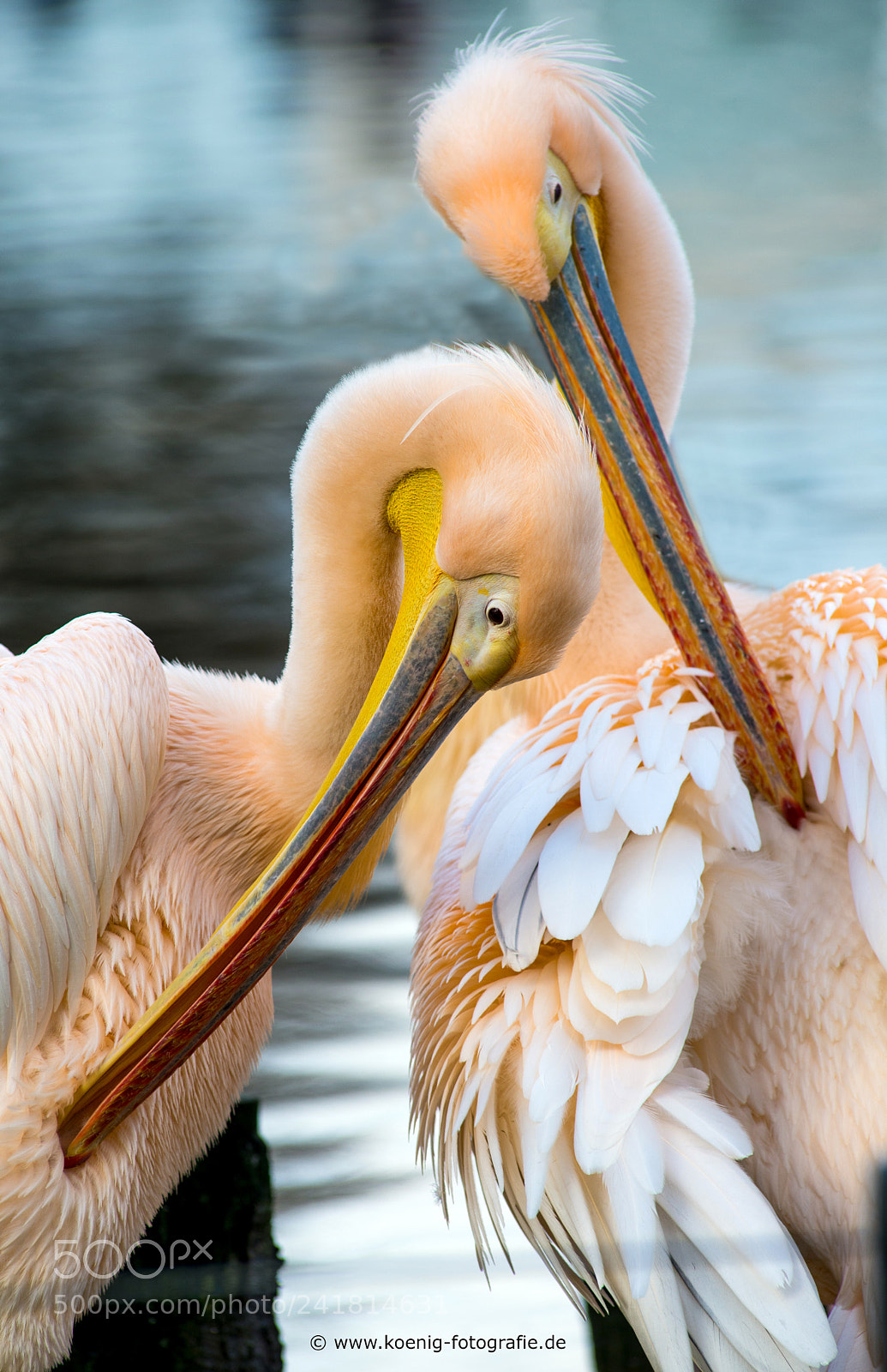 Nikon D600 sample photo. Pelican duo photography
