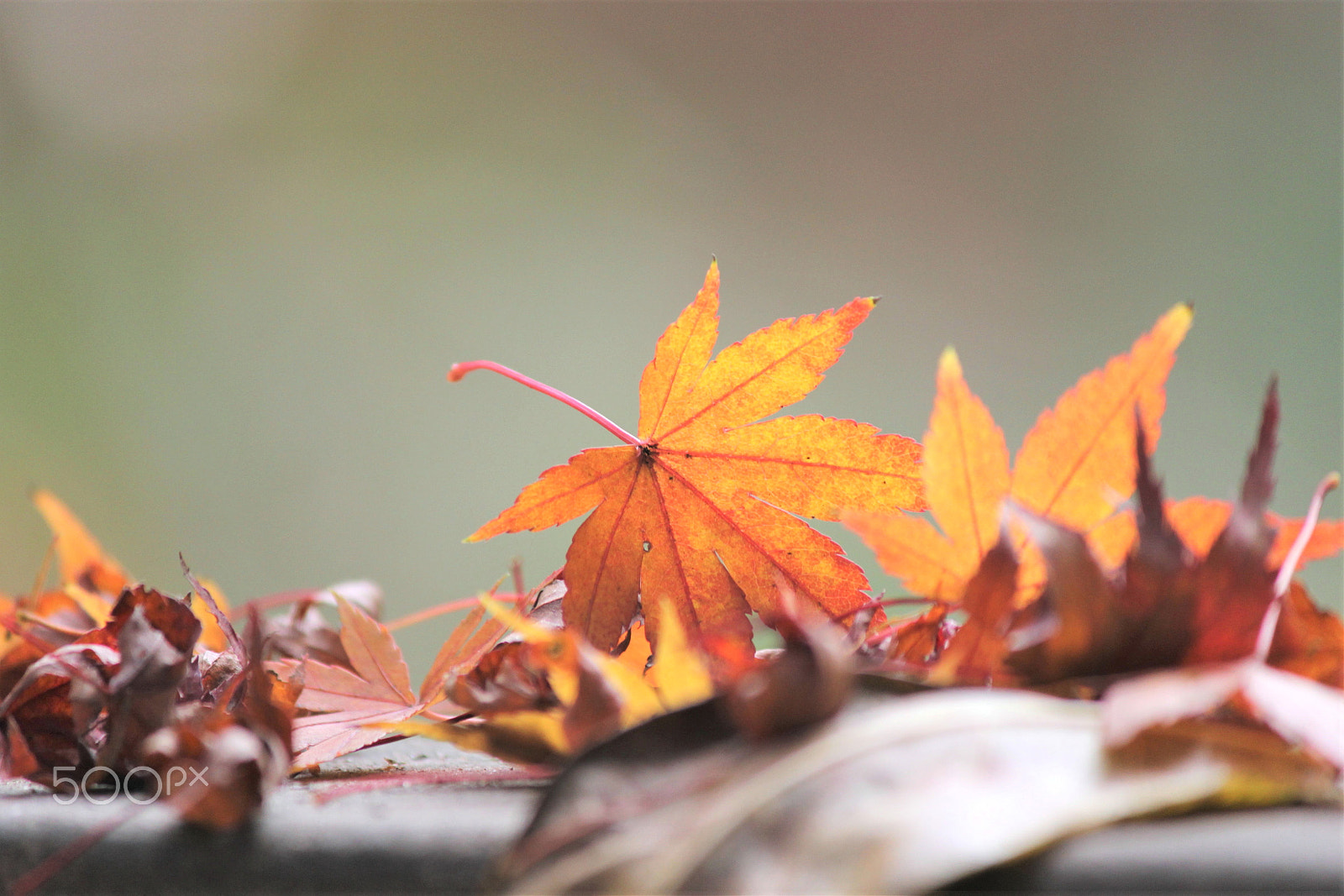 Canon EF-S 55-250mm F4-5.6 IS II sample photo. Autumn leavs photography