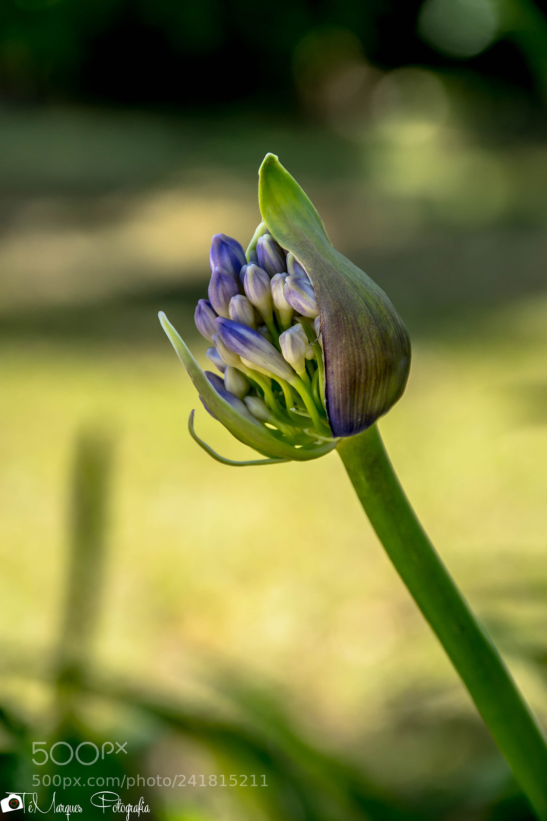 Nikon D7200 sample photo. Between the seed and photography