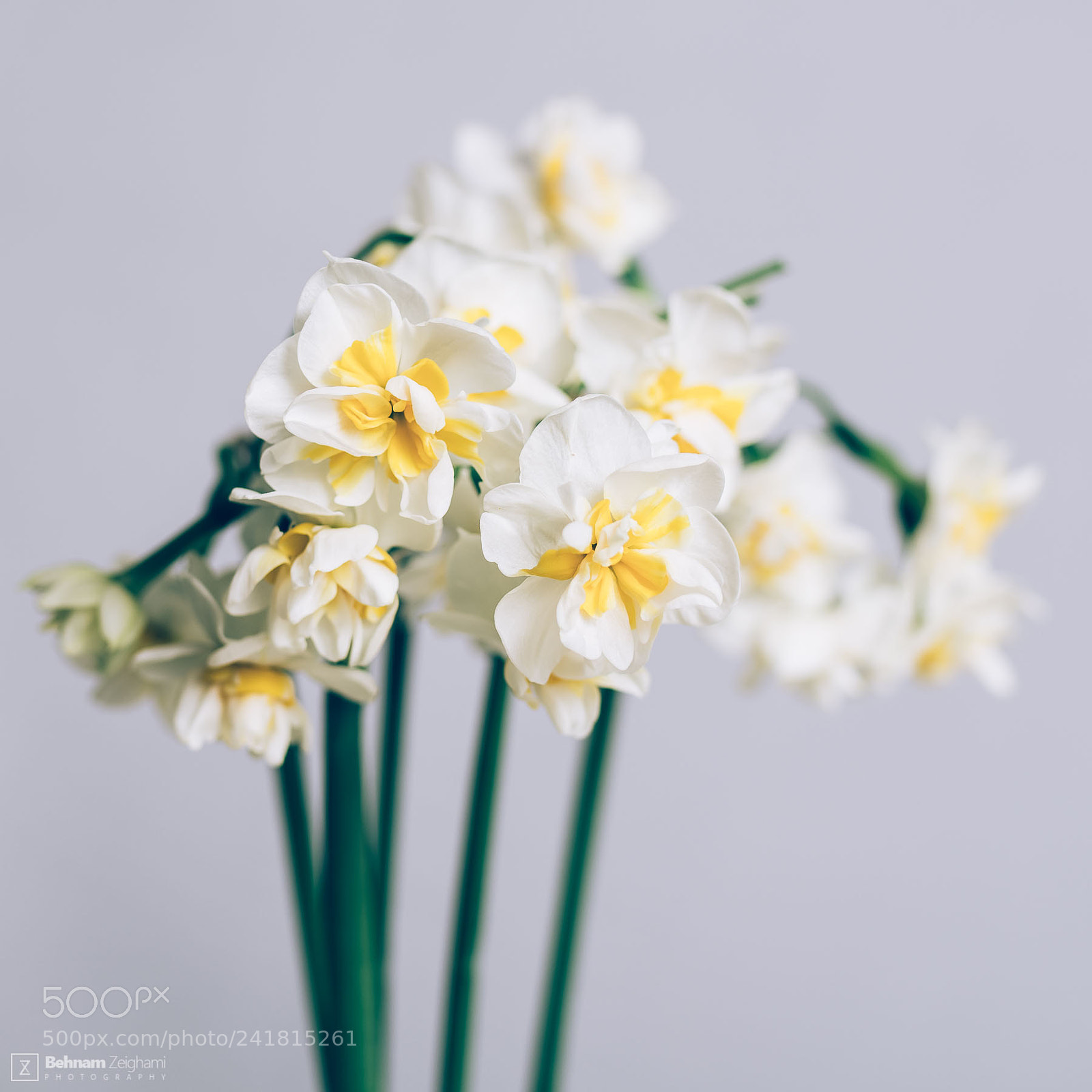 Nikon D500 sample photo. Aromatic minimals photography