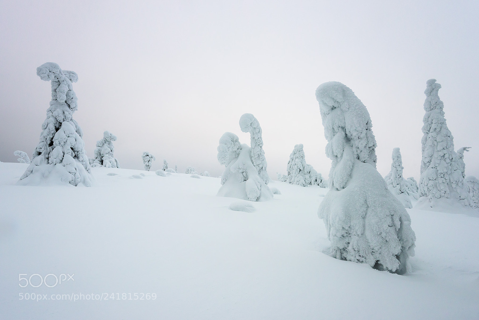 Nikon D750 sample photo. Frozen trees photography
