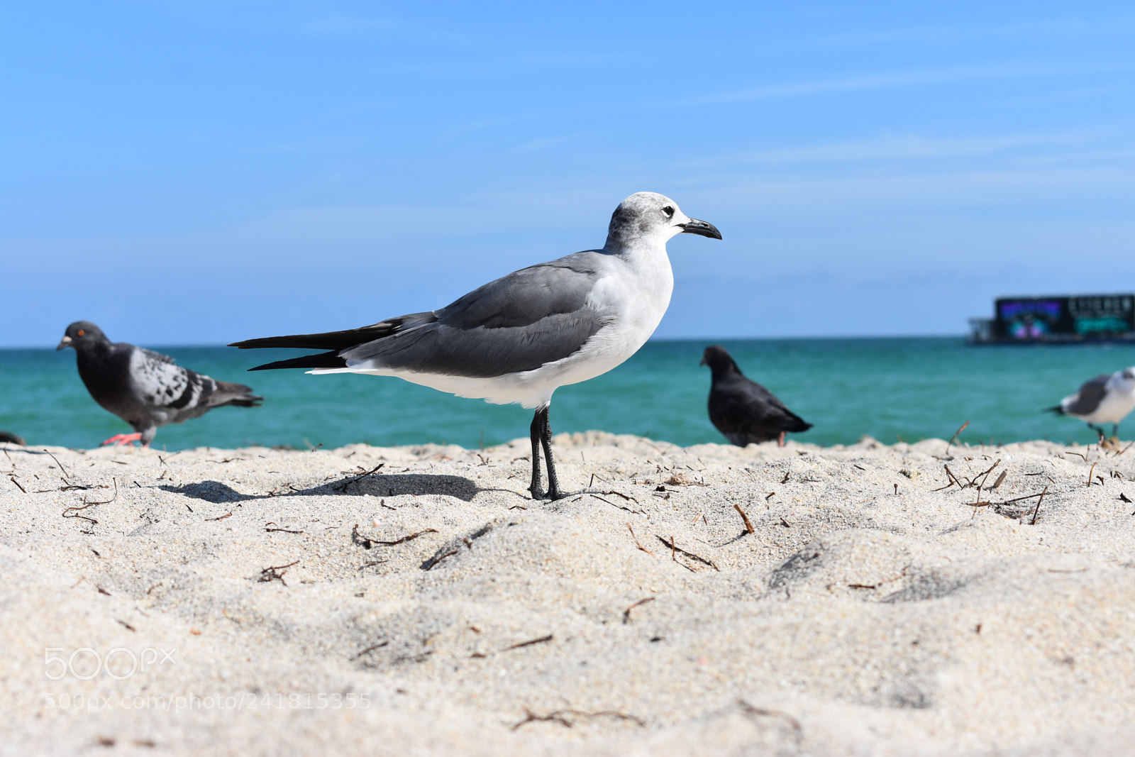 Nikon D3400 sample photo. Miami photography