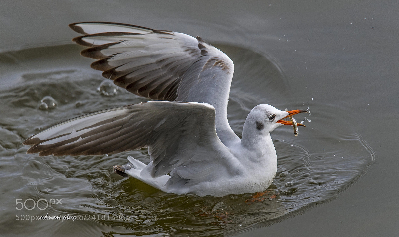 Nikon D5 sample photo. Karaba mart - black-headed photography