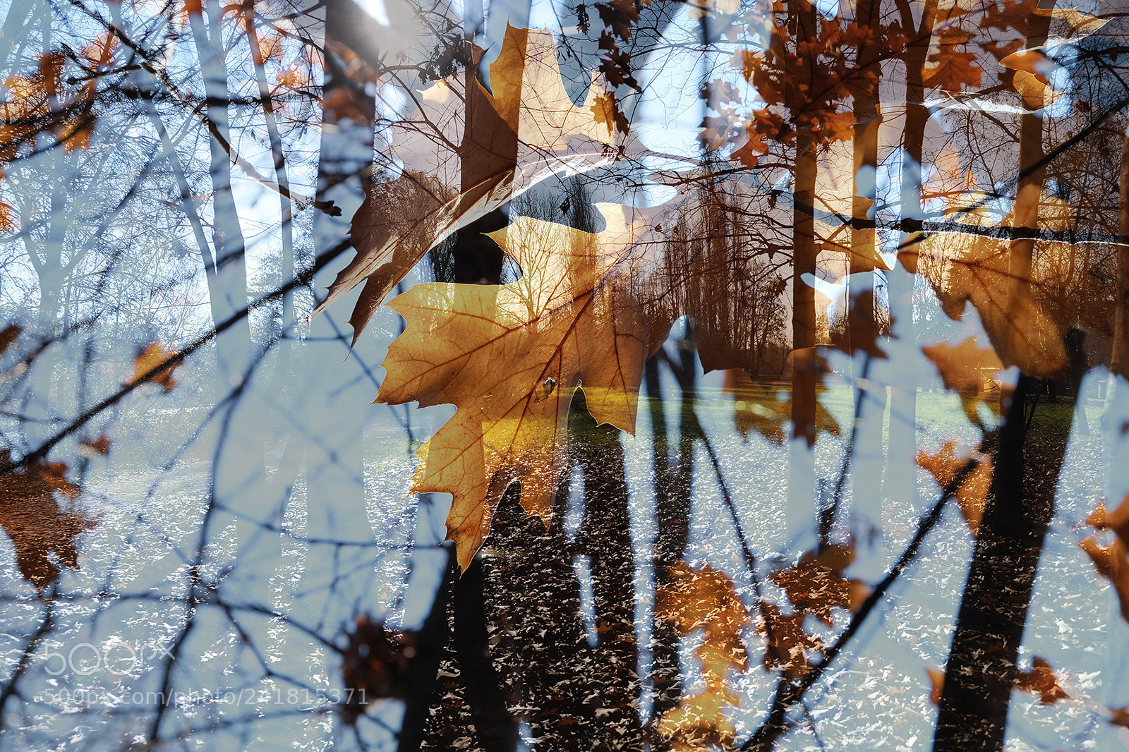 Fujifilm X-T2 sample photo. Trees trip photography