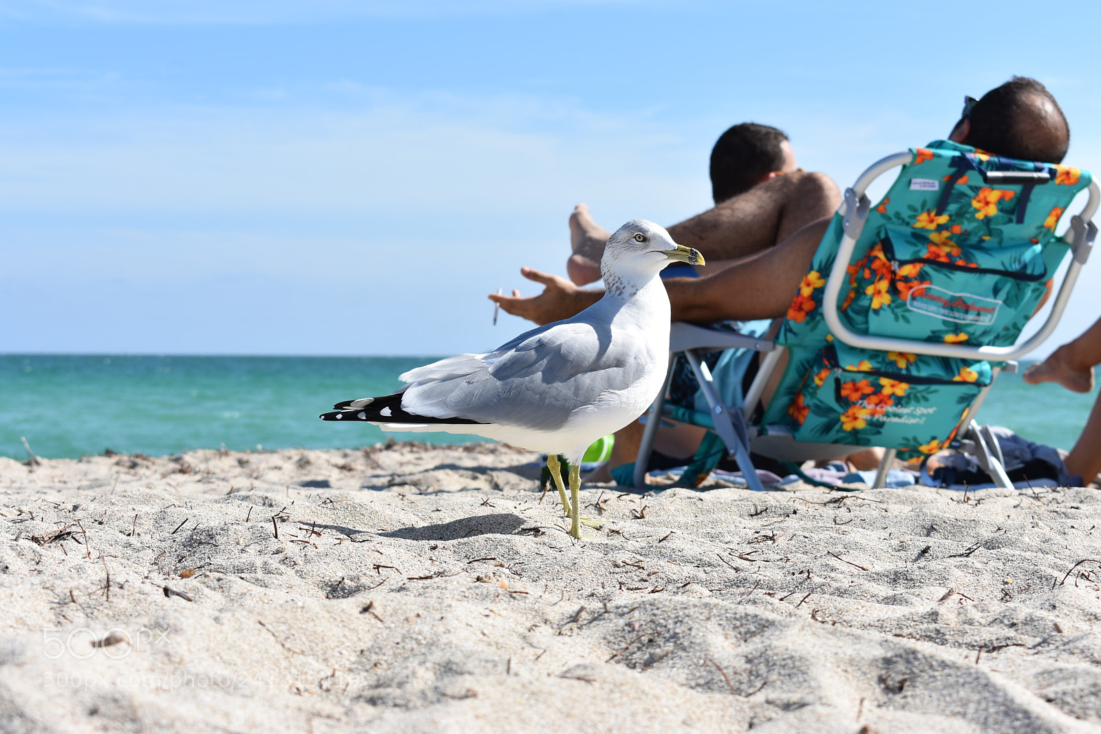 Nikon D3400 sample photo. Miami photography