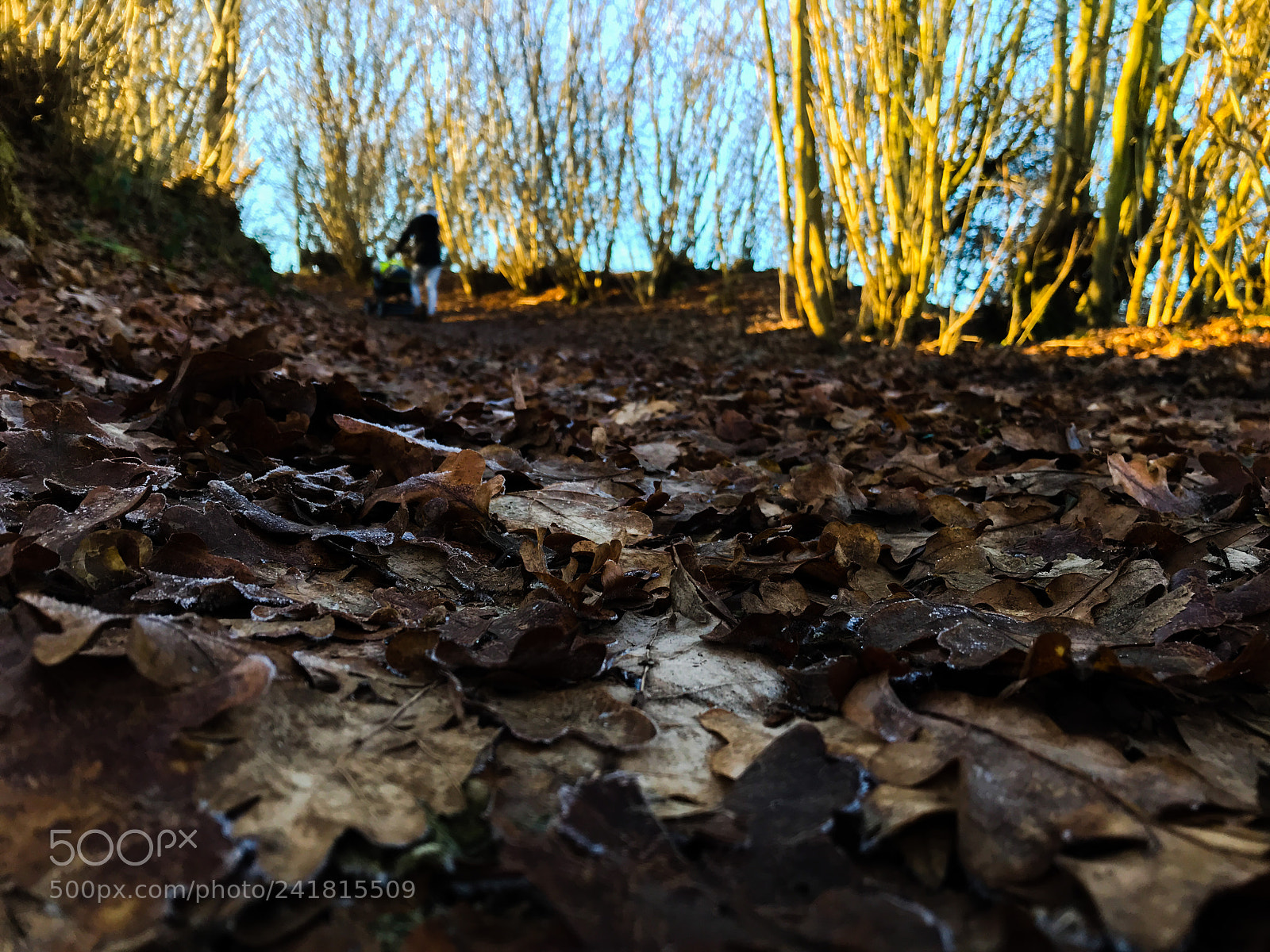Apple iPhone 7 sample photo. Sunny day in winter photography