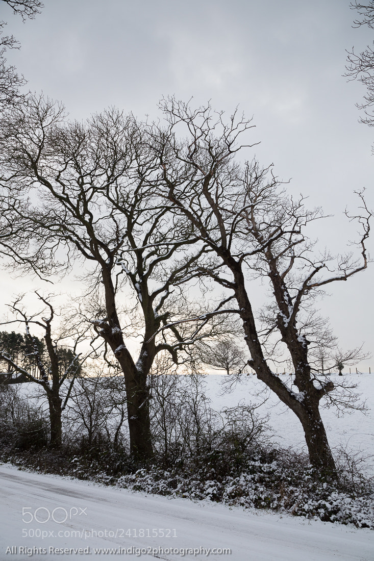 Canon EOS 6D sample photo. Winter light photography