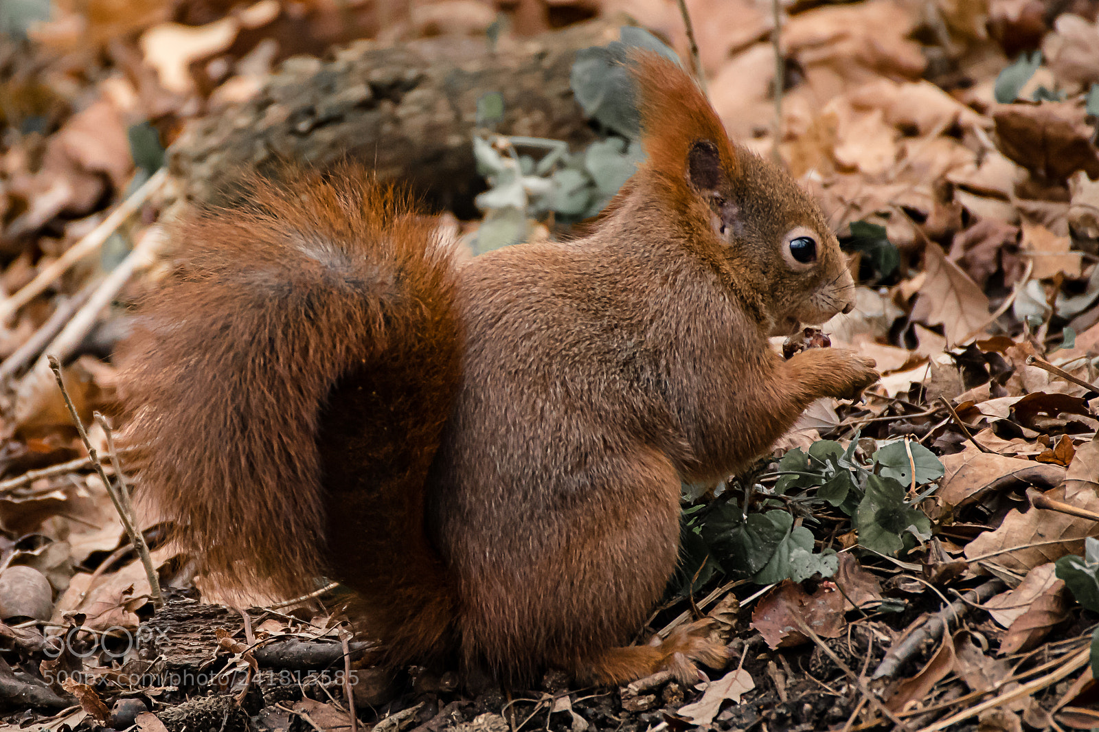 Nikon D750 sample photo. Squirrel - vienna zoo photography