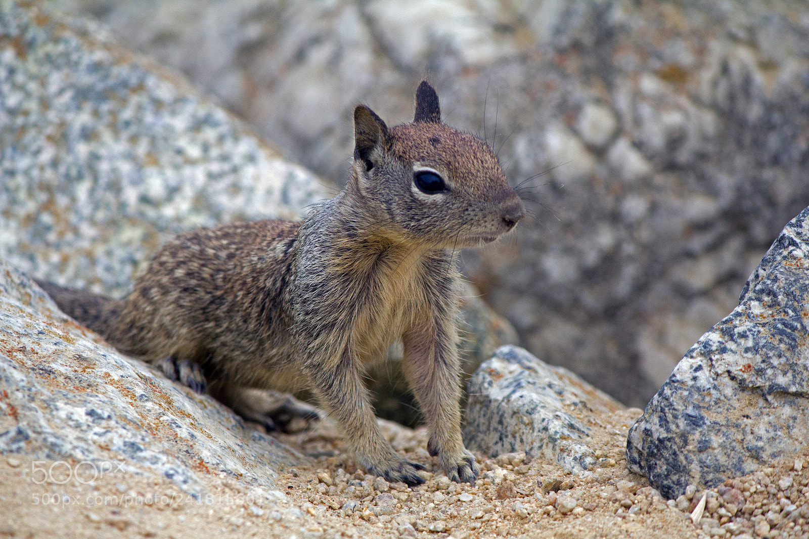 Canon EOS 550D (EOS Rebel T2i / EOS Kiss X4) sample photo. Squirrel.jpg photography