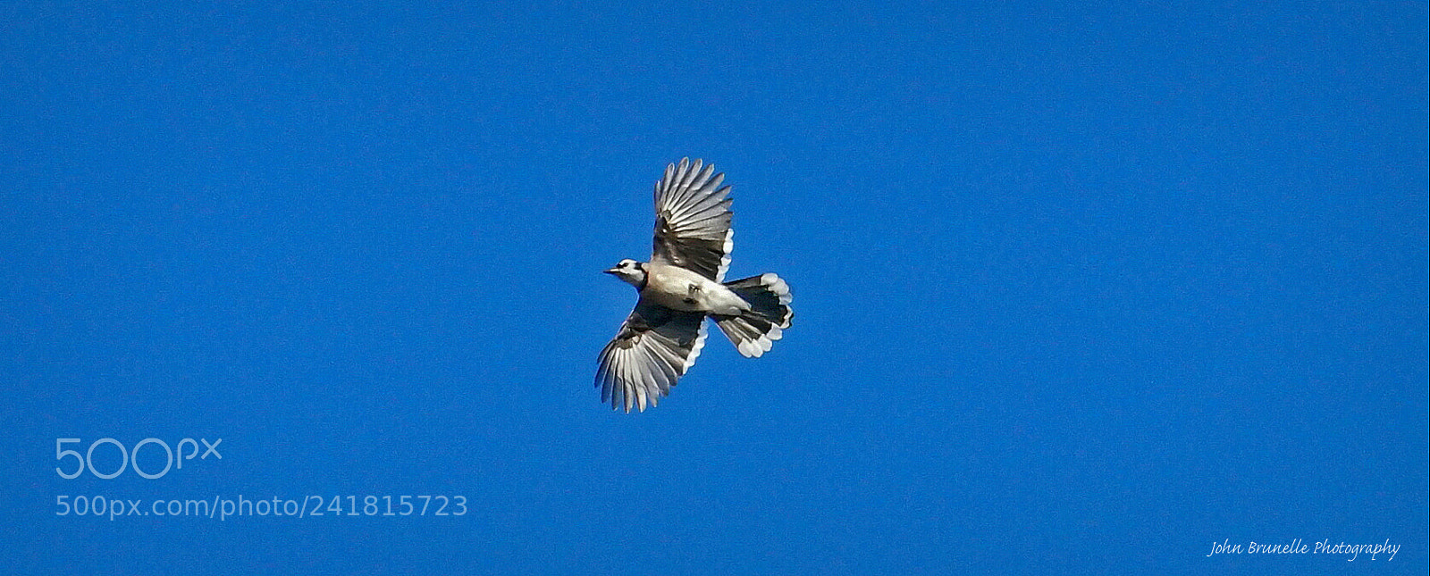 Samsung NX500 sample photo. Blue jay jan 8 photography