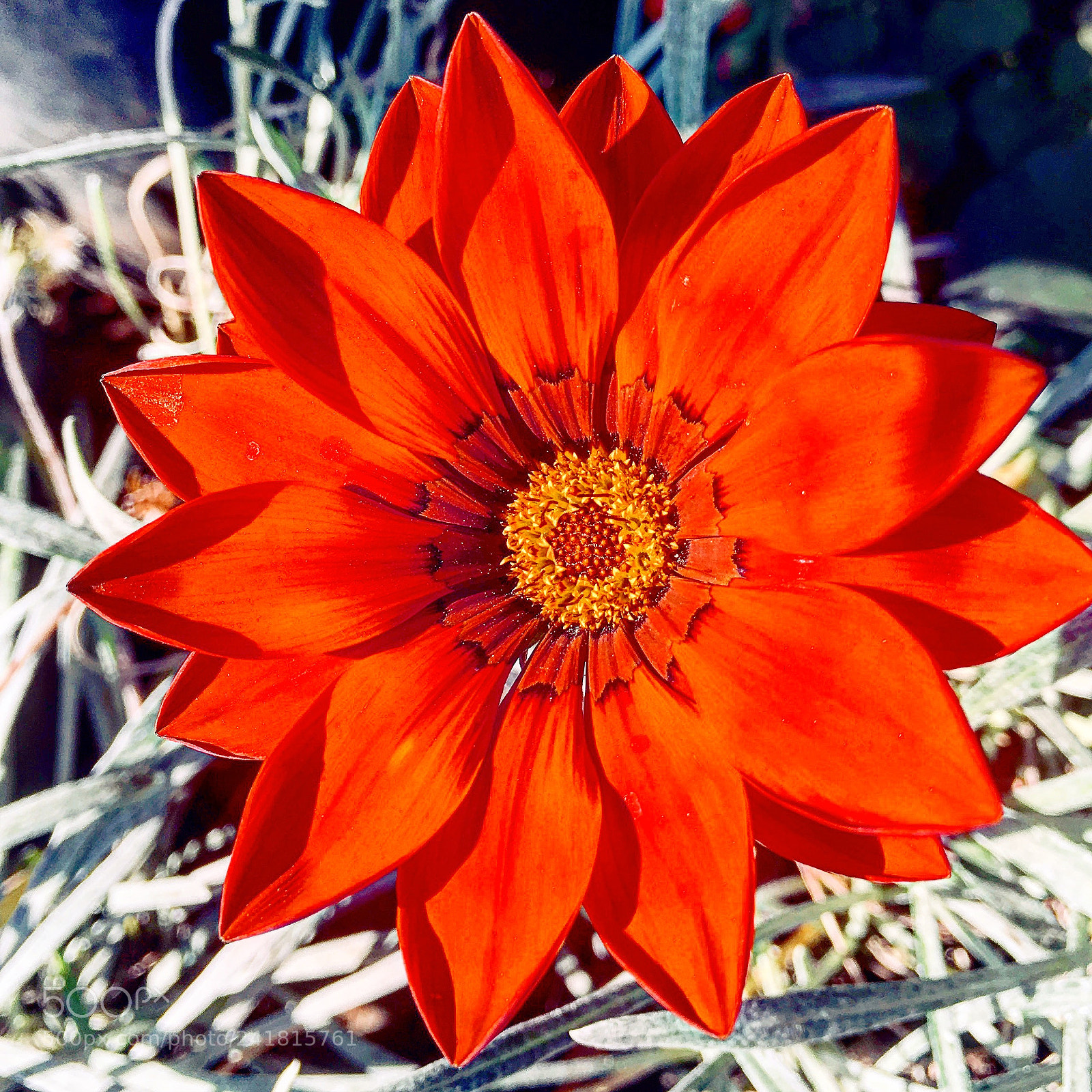 Apple iPhone 6s Plus sample photo. Untitled photography