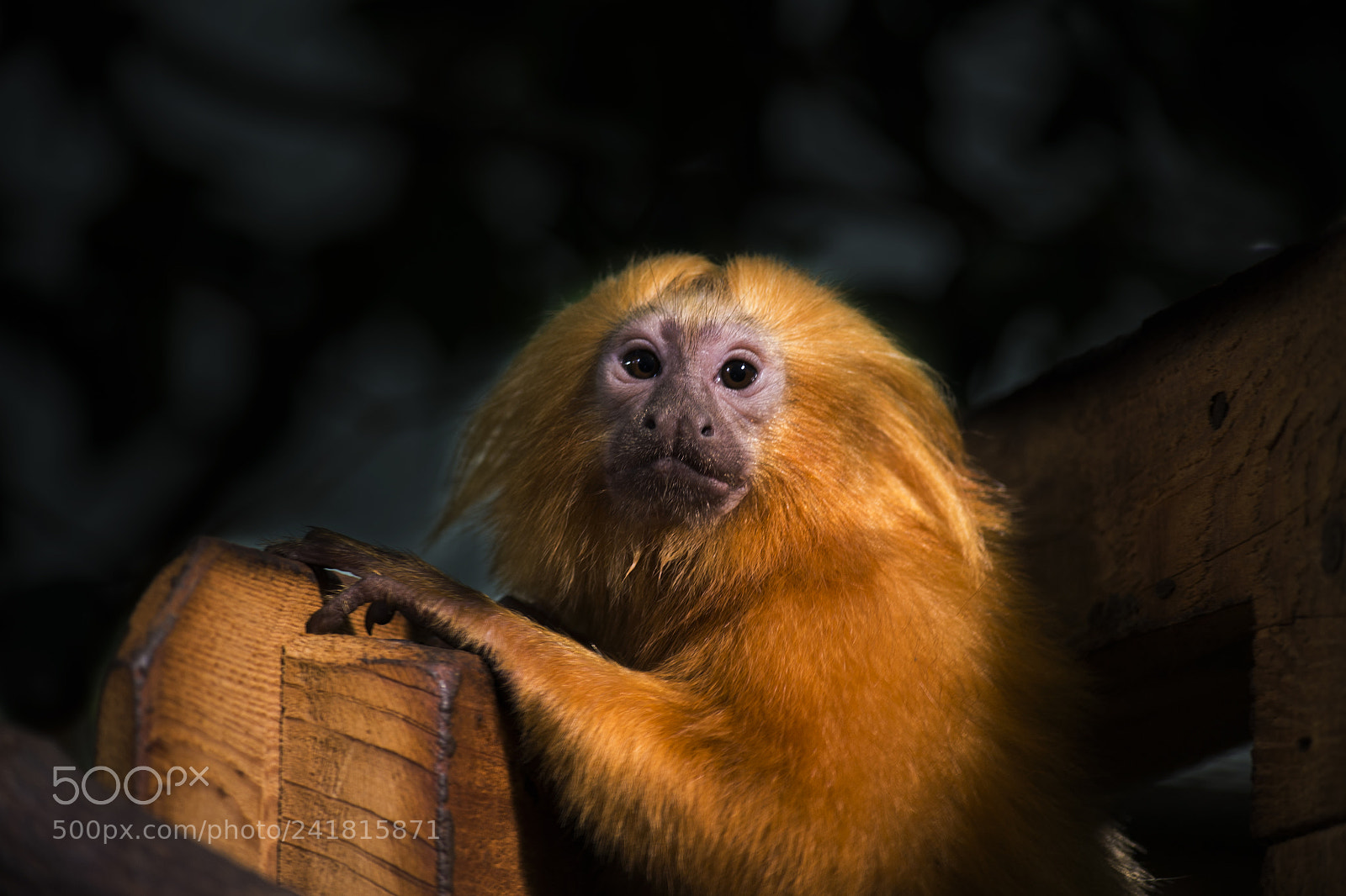 Nikon D3100 sample photo. Golden lion tamarin leontopithecus photography