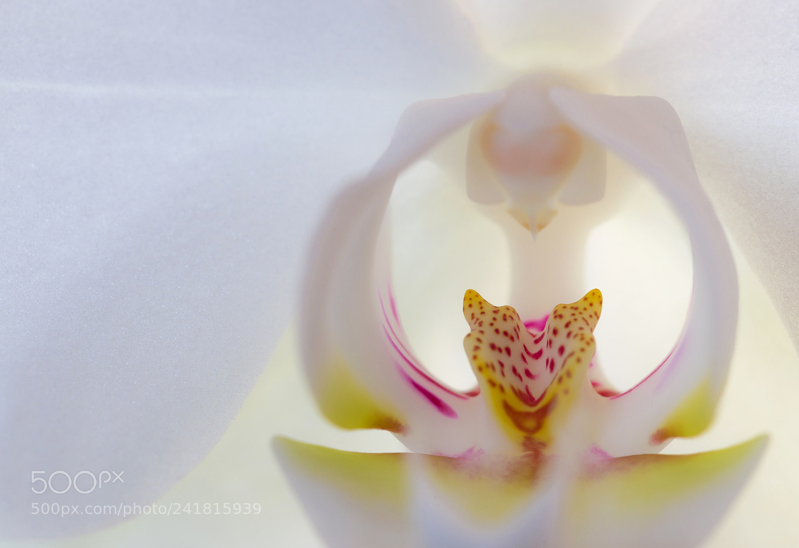 Canon EOS 6D sample photo. Head of white orchid photography
