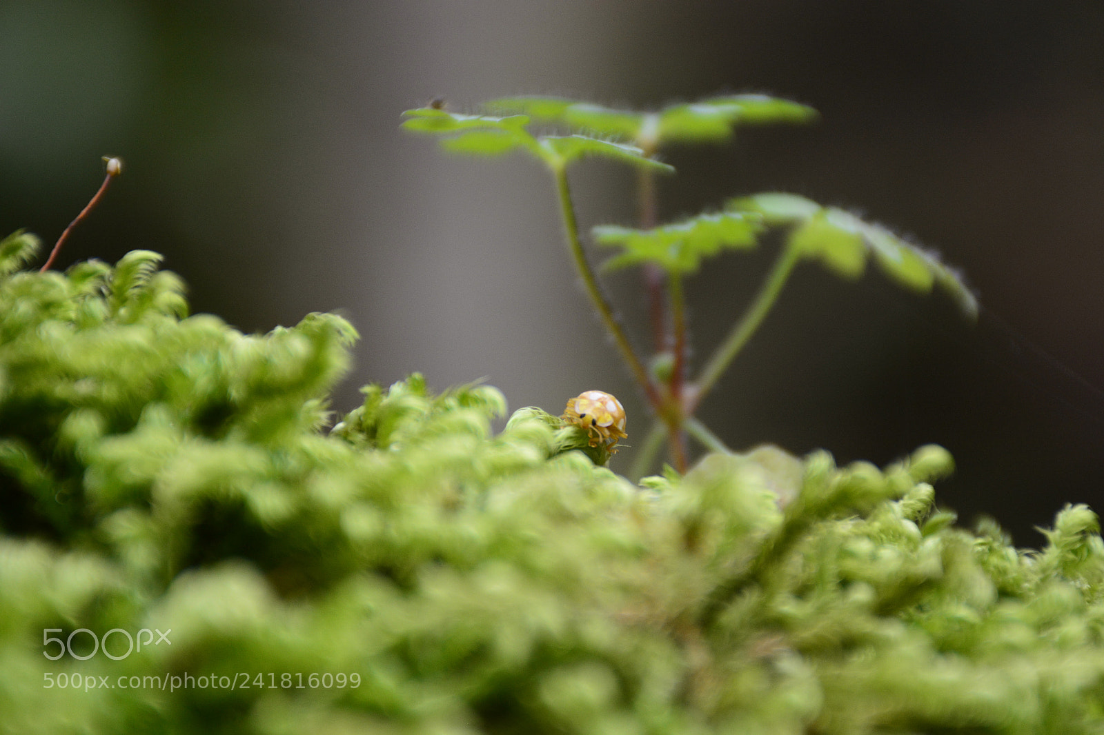 Nikon D7100 sample photo. Untitled photography