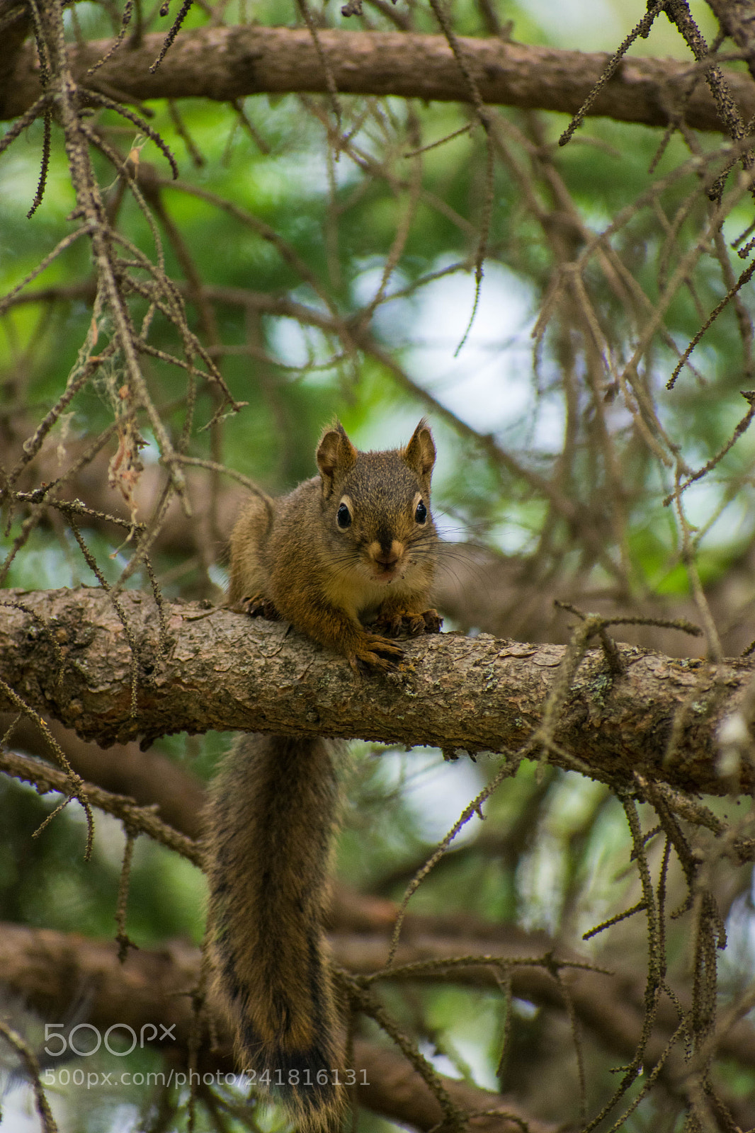Nikon D3400 sample photo. I can see you photography