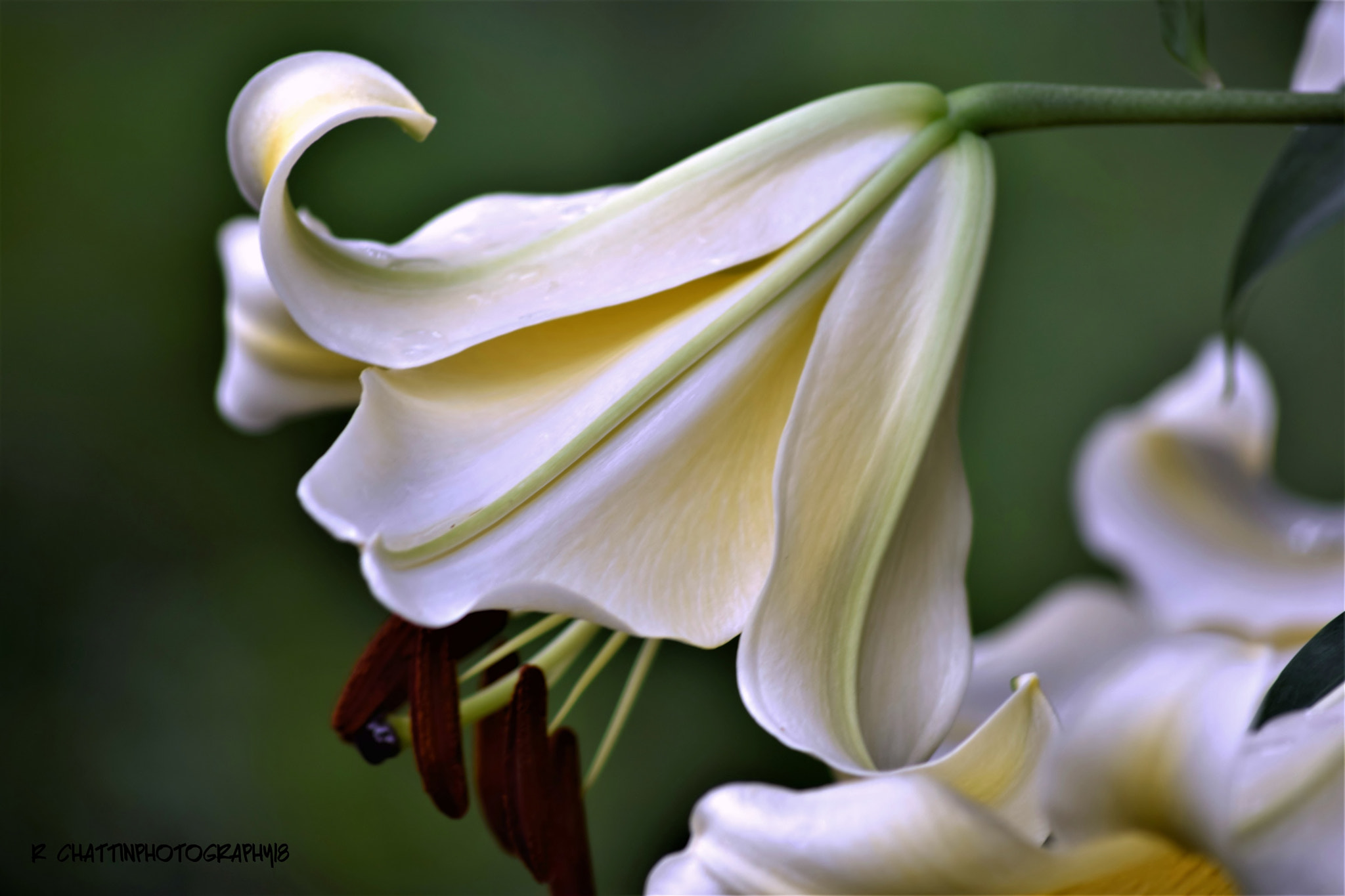 Sigma 70-300mm F4-5.6 APO DG Macro sample photo. "...pure pleasure." photography