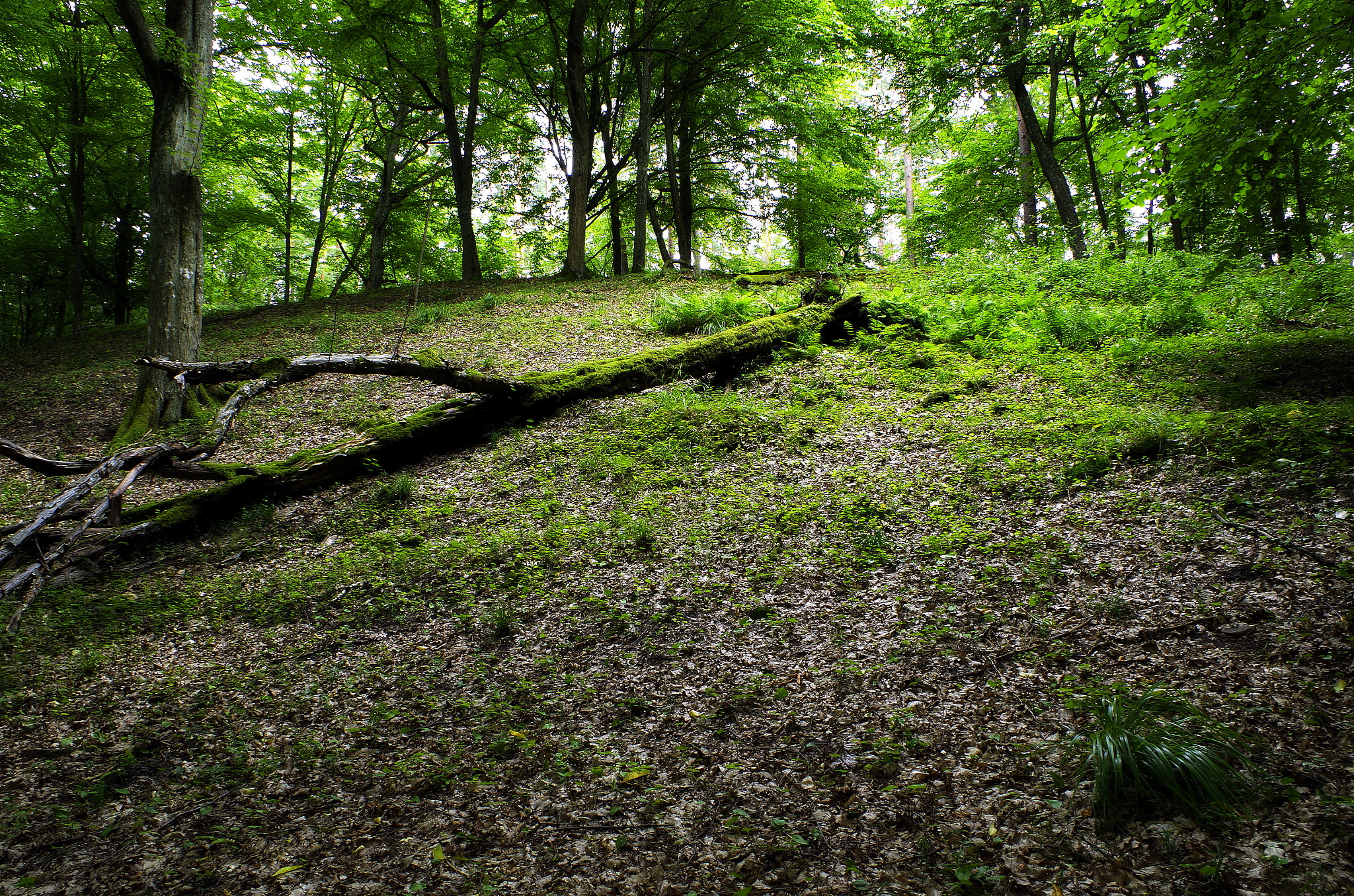 smc PENTAX-DA L 18-55mm F3.5-5.6 sample photo. Puszcza..._10 photography