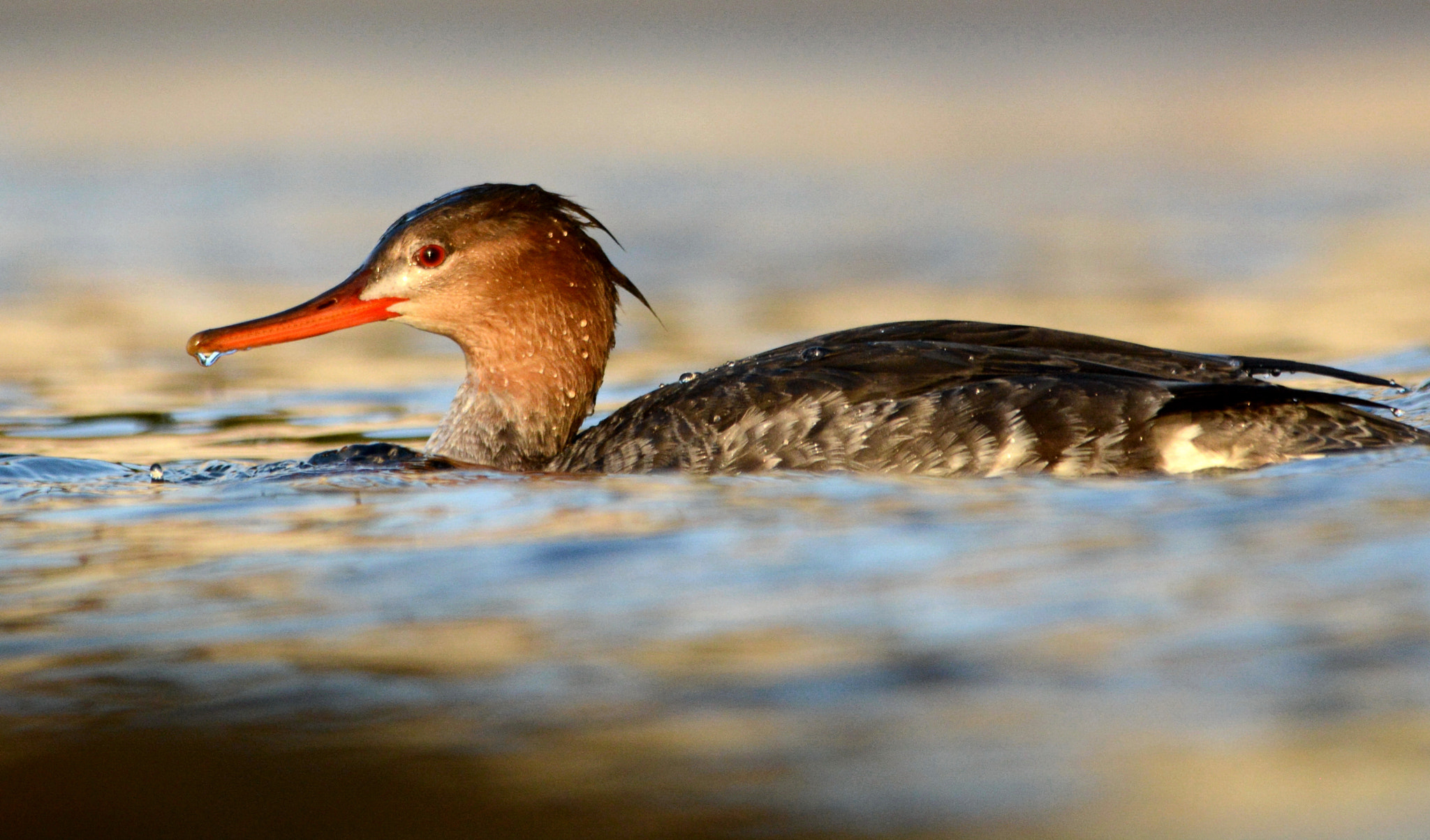 Sigma 150-500mm F5-6.3 DG OS HSM sample photo. Red breasted merganser photography