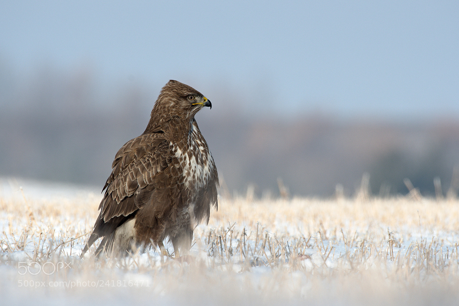 Nikon D500 sample photo. Buzzard photography