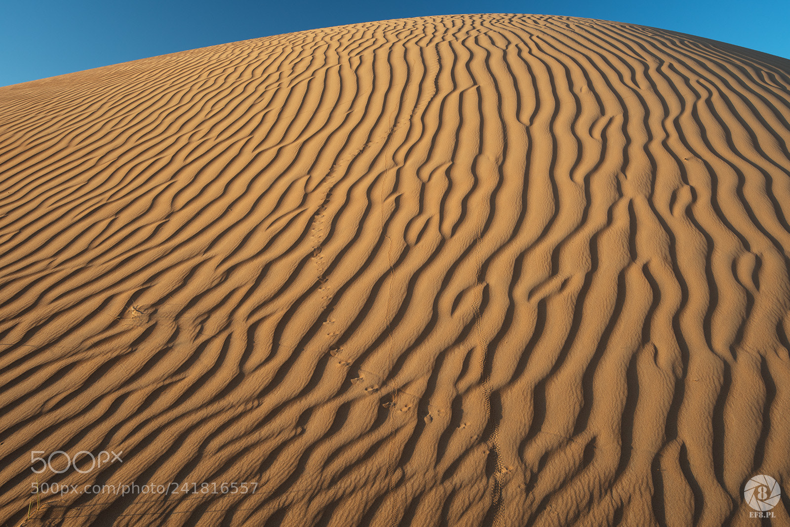 Nikon D810 sample photo. Wahiba sands photography