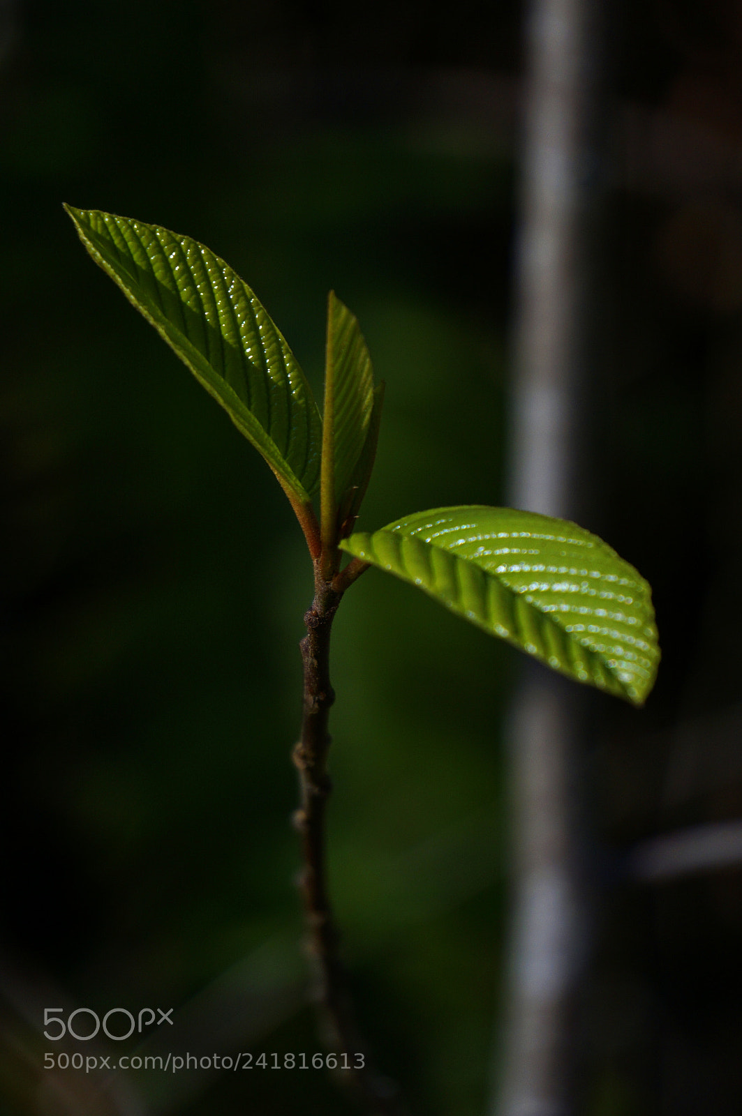 Sony E 55-210mm F4.5-6.3 OSS sample photo. Cascara welcomes the spring photography