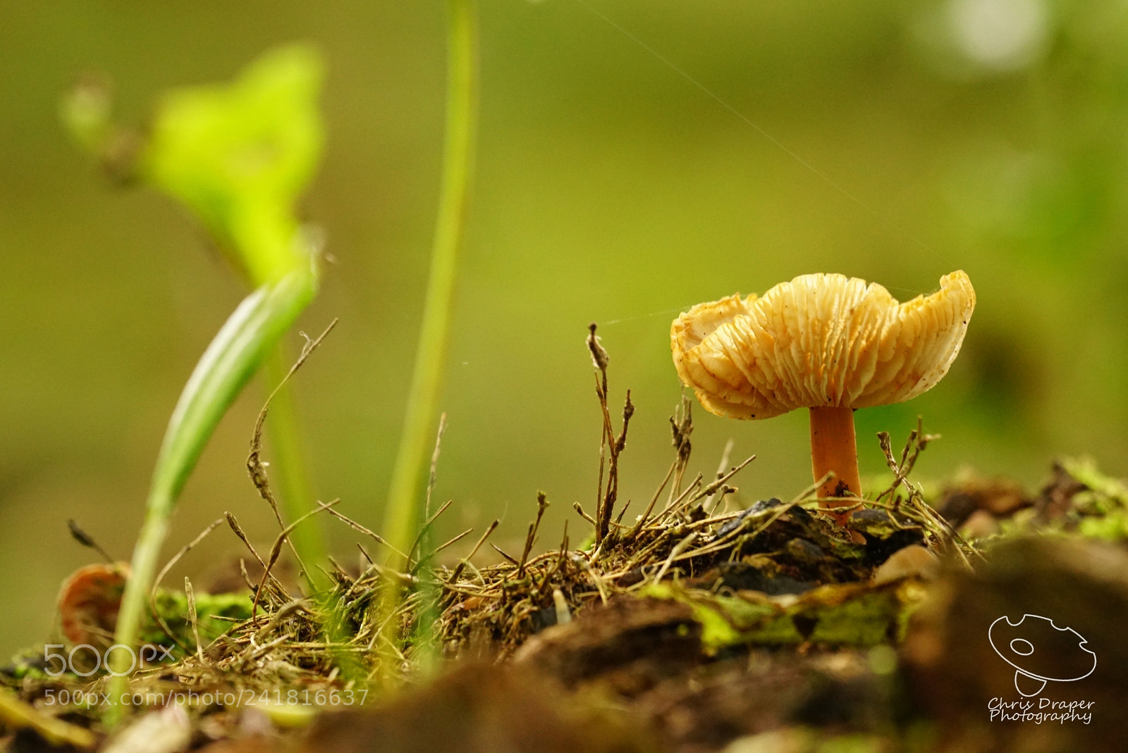 Sony ILCA-77M2 sample photo. Brilliant autumn light photography
