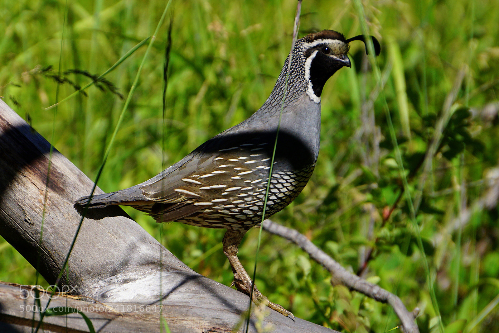 Sony E 55-210mm F4.5-6.3 OSS sample photo. Guardian quail photography
