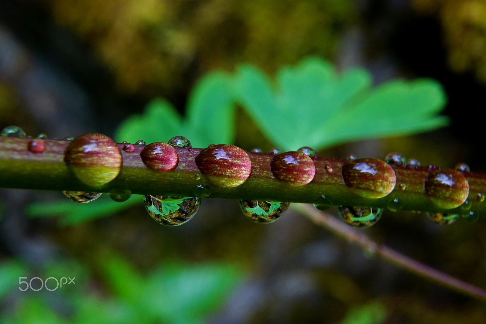 Sony a6000 + Sigma 19mm F2.8 EX DN sample photo. Droplets on a columbine stem photography