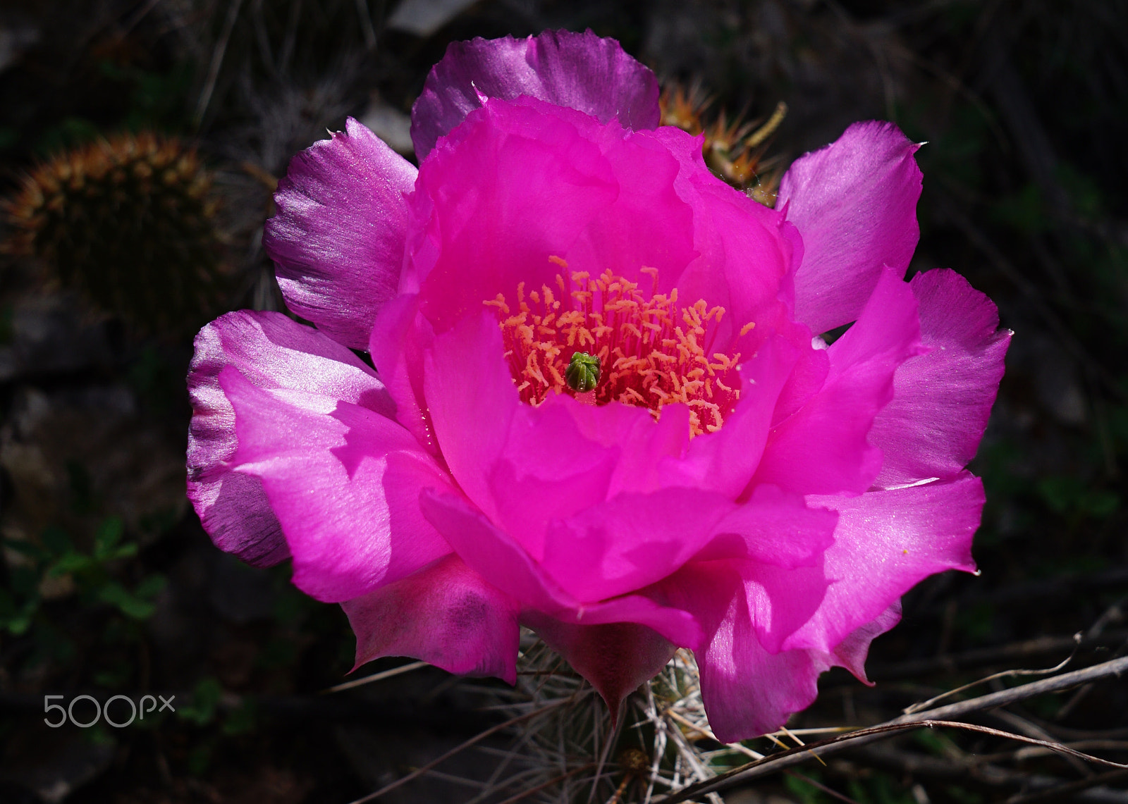 Sony a6000 + Sigma 19mm F2.8 EX DN sample photo. Cactus flower comes to light photography