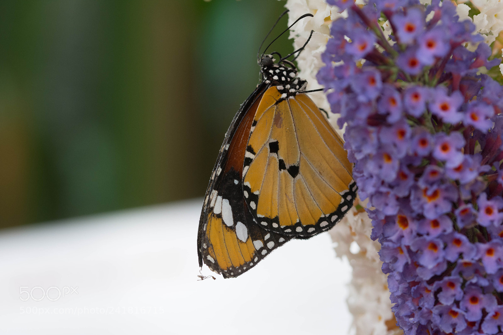Nikon D7200 sample photo. Butterfly’s resting photography