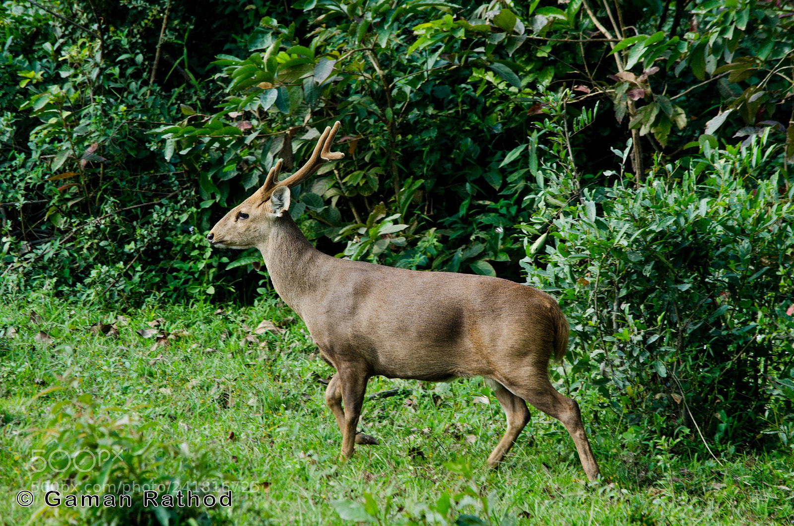 Nikon D7000 sample photo. Barasingha  (swamp deer) photography