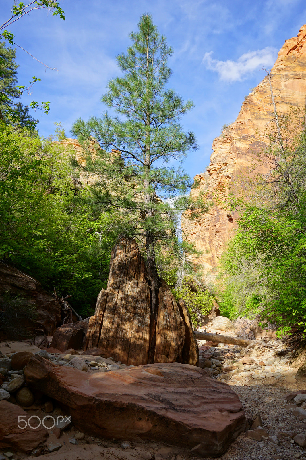 Sony a6000 + Sigma 19mm F2.8 EX DN sample photo. Force of nature photography
