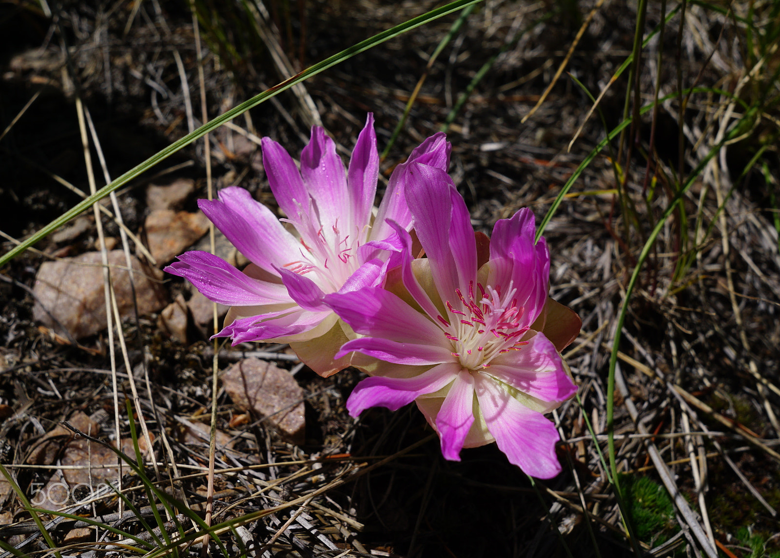 Sony a6000 + Sigma 19mm F2.8 EX DN sample photo. Bitterroot in full bloom photography