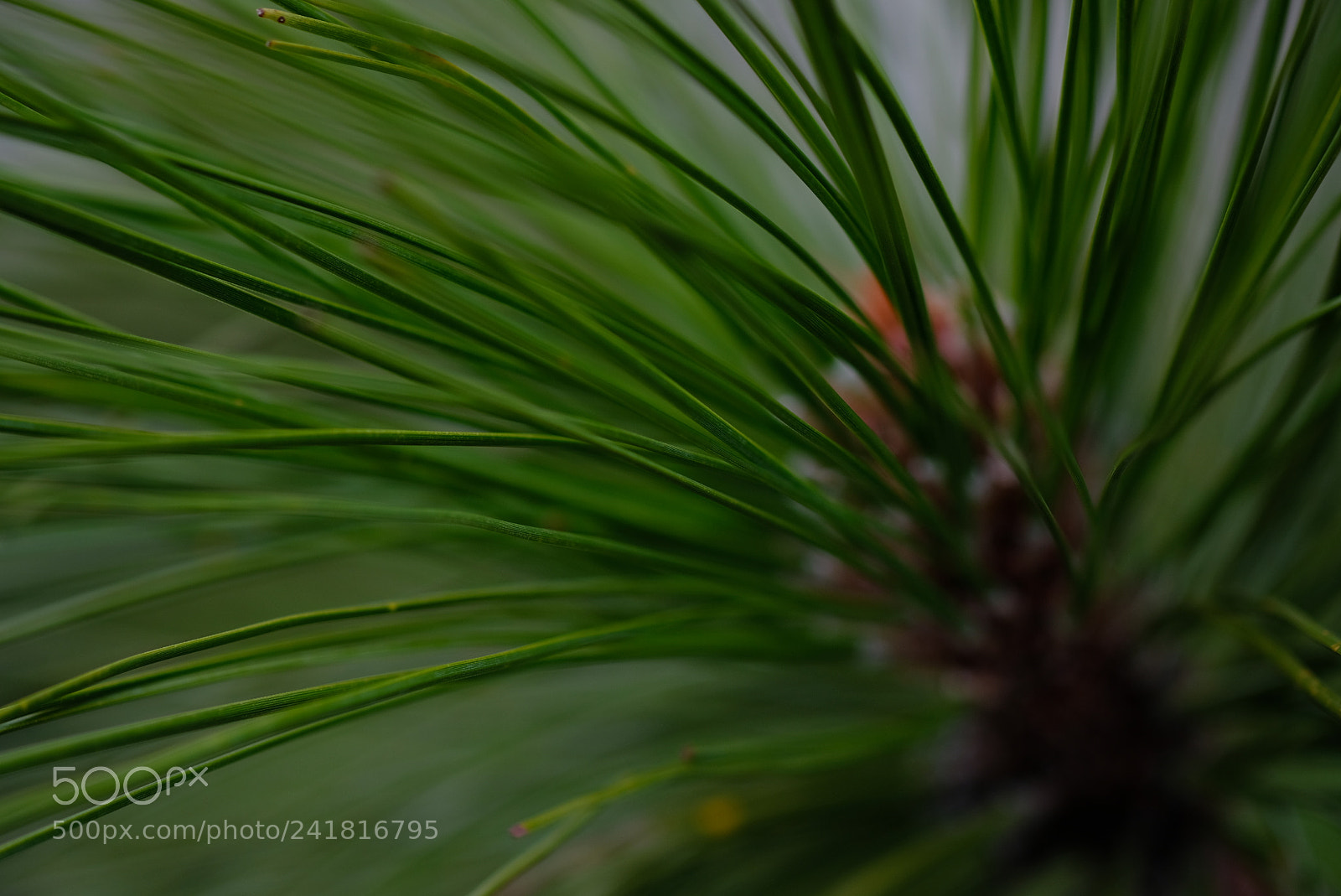 Fujifilm X-T2 sample photo. Needles photography
