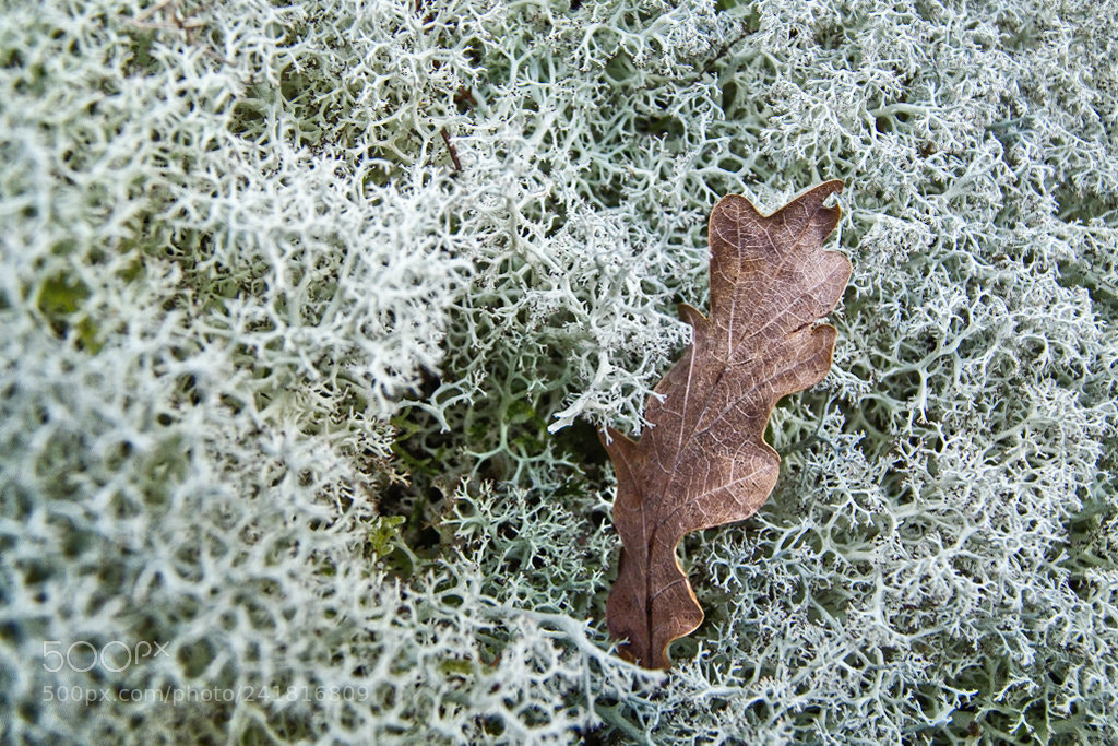 Panasonic Lumix DMC-FZ28 sample photo. Oak and lichen photography