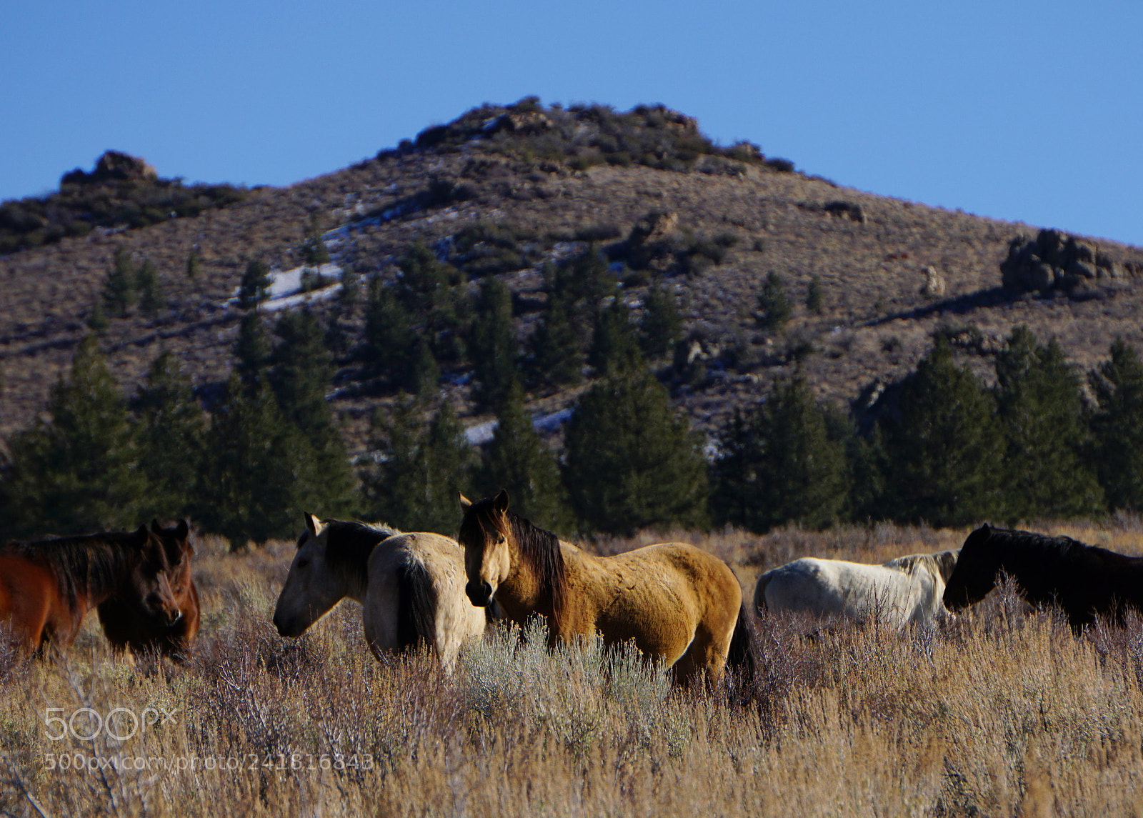Sony E 55-210mm F4.5-6.3 OSS sample photo. Wild horses on the photography
