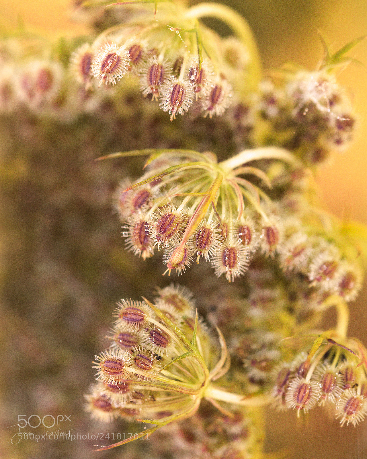 Nikon D7100 sample photo. Seeds photography