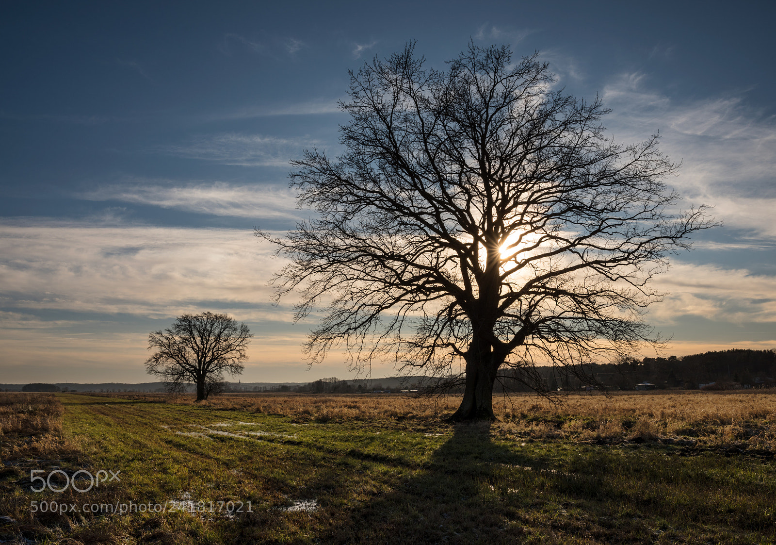 Pentax K-1 sample photo. The tree in the photography