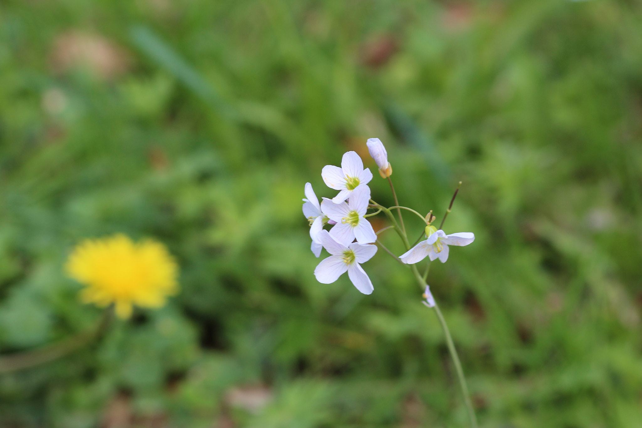 Canon EF 100mm F2.8 Macro USM sample photo