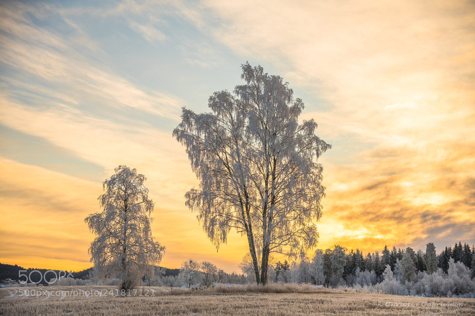 Nikon D850 sample photo. Frozen trees photography