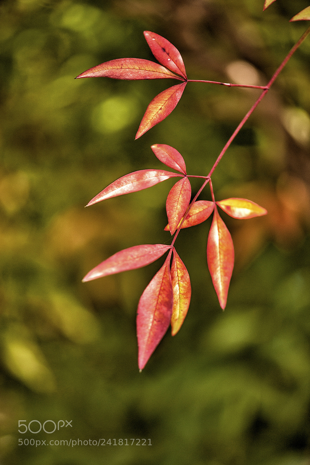Nikon D700 sample photo. Red leaves photography