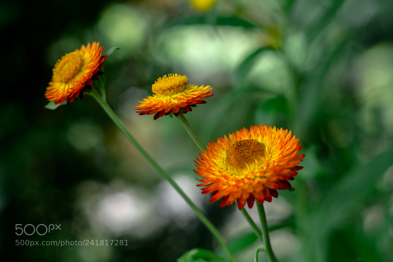Nikon D7100 sample photo. Flor "siempre viva" photography