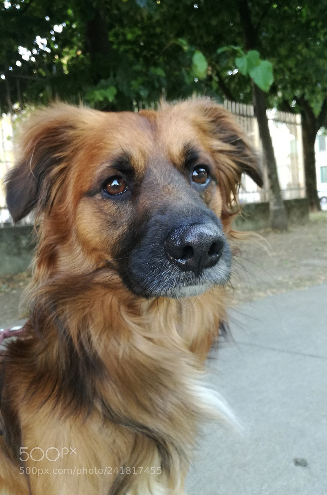 HUAWEI P9 LITE sample photo. My (ex)dog photography